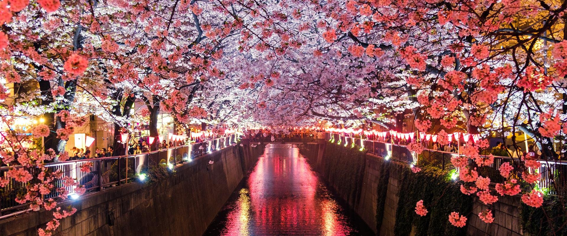 Cherry blossoms arching over the Meguro River, lit up at night