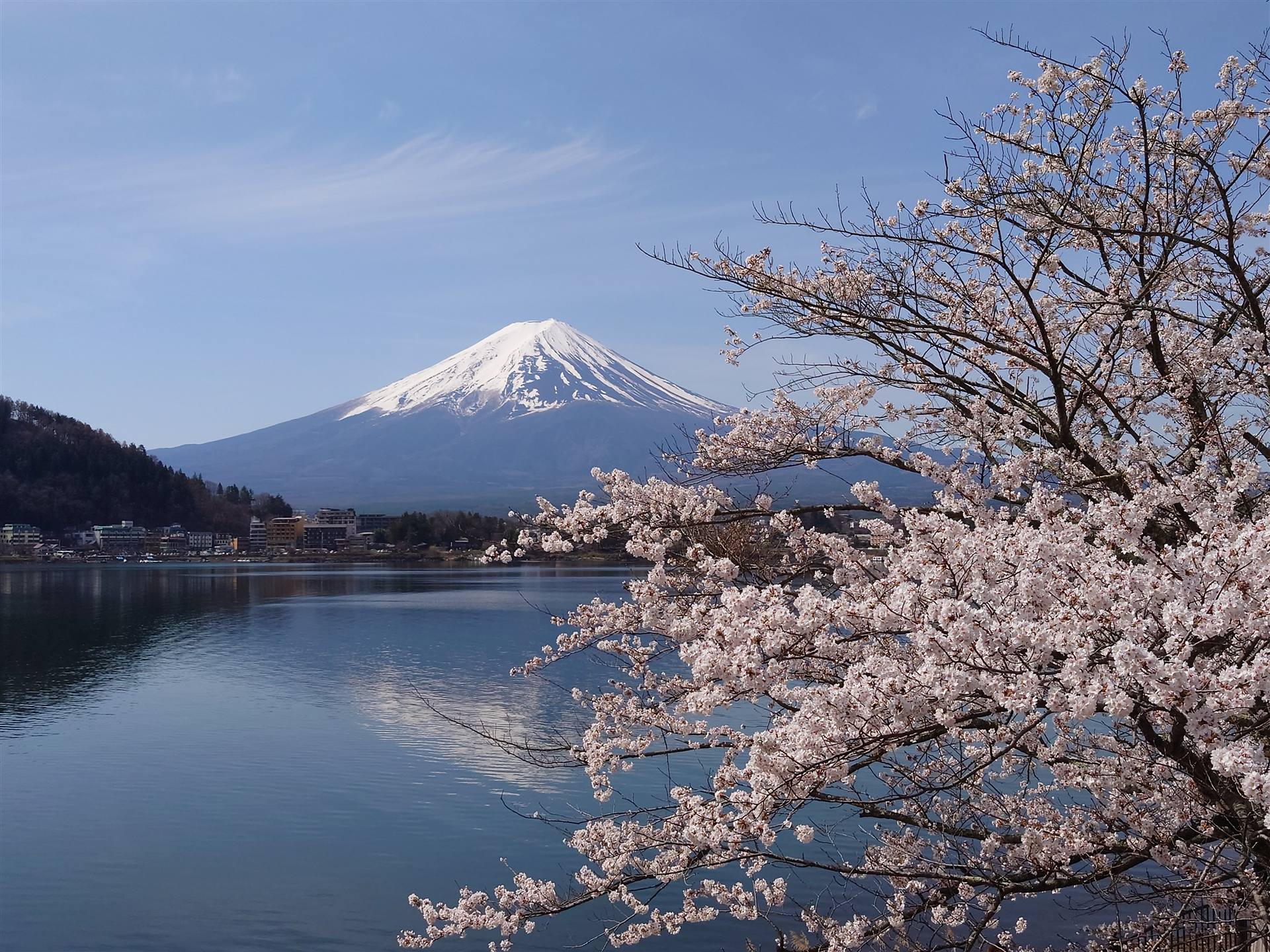 Mt. Fuji with cherry blossoms over a still lake