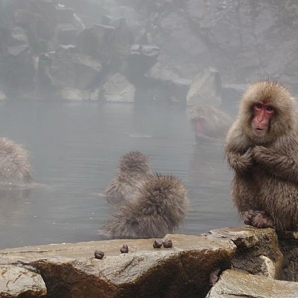 Snow monkeys bathing in a hot spring