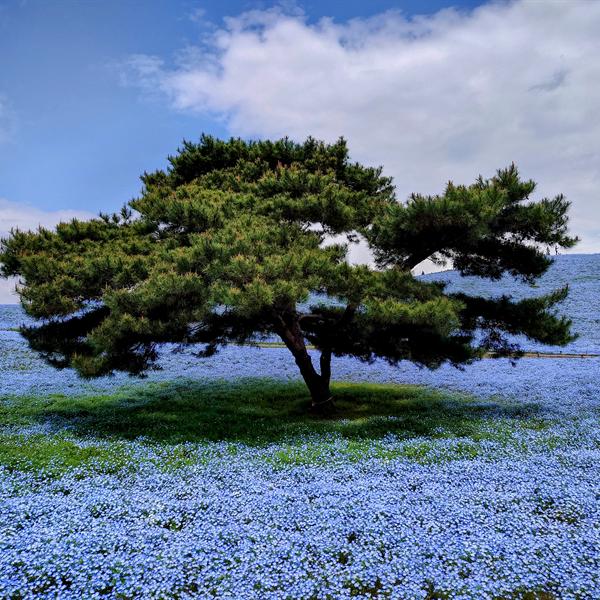 Blue nemophila flower field at Hitachi Seaside Park
