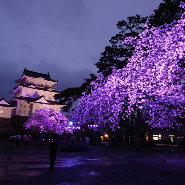 Cherry blossoms lit up at night beside a Japanese castle